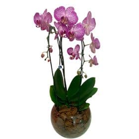 thumb-orquidea-no-aquario-1