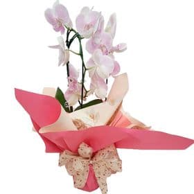 thumb-orquidea-no-papel-para-presente-1