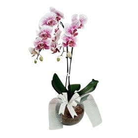 Orquídea no Aquario