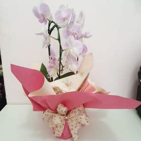 thumb-orquidea-no-papel-para-presente-0