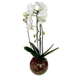 Orquídea branca no aquario