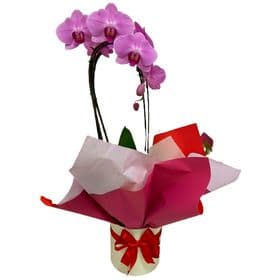 Orquídea Rosa no Box