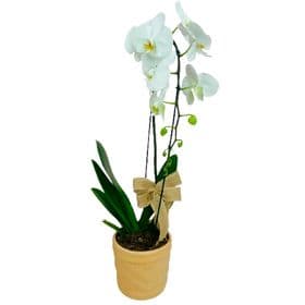 thumb-orquidea-em-vaso-especial-0