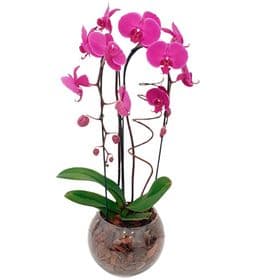 Orquídea Rosa no Aquario